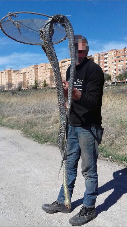 Aparece una culebra de casi tres metros en las inmediaciones de Cuenca Aparece una culebra de casi tres metros en las inmediaciones de Cuenca