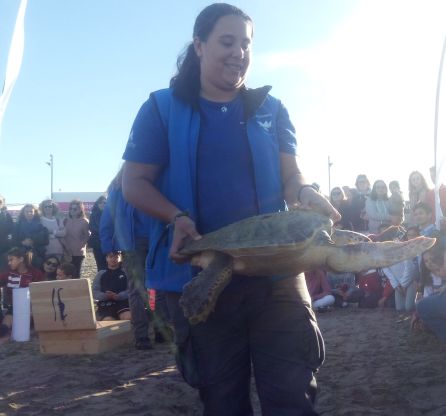 Suelta de tortuga en la playa del Arenal. Suelta de tortuga en la playa del Arenal.