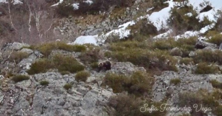 Un oso pardo busca miel en la Montaña Leonesa Un oso pardo busca miel en la Montaña Leonesa
