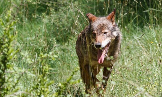 Un lobo ibérico en el parque de El Hosquillo (Cuenca). Un lobo ibérico en el parque de El Hosquillo (Cuenca).