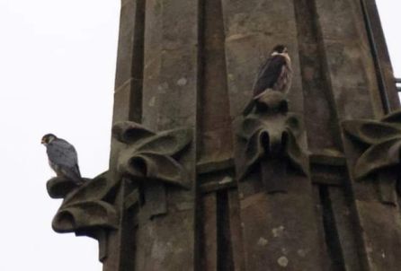 Imagen de halcones peregrinos en el Buen Pastor Imagen de halcones peregrinos en el Buen Pastor