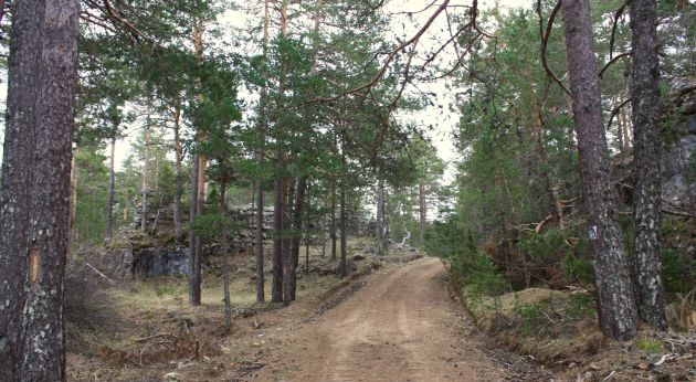 El sendero discorre por un bosque de pino silvestre. El sendero discorre por un bosque de pino silvestre.