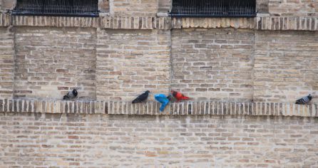 El misterio de las palomas de colores al descubierto: un deporte reglado El misterio de las palomas de colores al descubierto: un deporte reglado