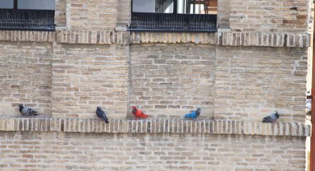 El misterio de las palomas de colores al descubierto: un deporte reglado El misterio de las palomas de colores al descubierto: un deporte reglado