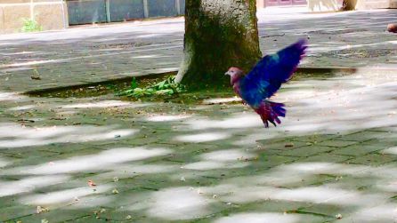 El misterio de las palomas de colores al descubierto: un deporte reglado El misterio de las palomas de colores al descubierto: un deporte reglado