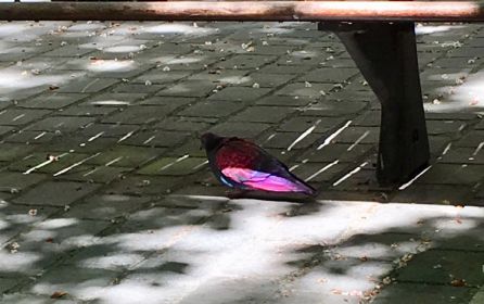 El misterio de las palomas de colores al descubierto: un deporte reglado El misterio de las palomas de colores al descubierto: un deporte reglado