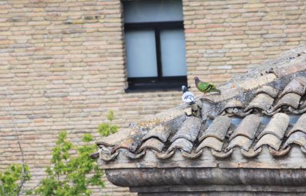 El misterio de las palomas de colores al descubierto: un deporte reglado El misterio de las palomas de colores al descubierto: un deporte reglado