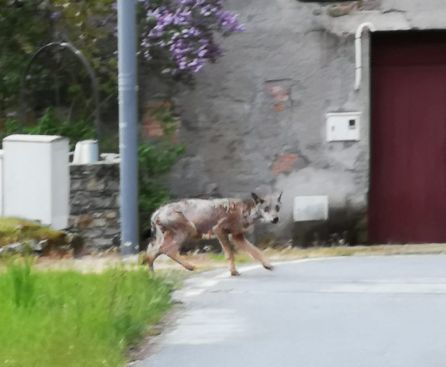 En Rozuelo En Rozuelo