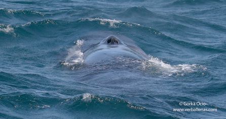 La gran cantidad de anchoa atrae hasta nuestras costas a las grandes ballenas La gran cantidad de anchoa atrae hasta nuestras costas a las grandes ballenas