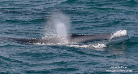 La gran cantidad de anchoa atrae hasta nuestras costas a las grandes ballenas La gran cantidad de anchoa atrae hasta nuestras costas a las grandes ballenas