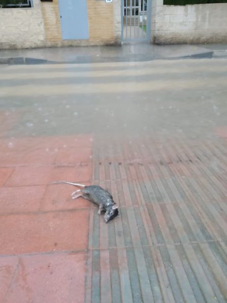 Imagen que muestra una rata, junto a los lodos fecales que han ido a parar al parque Joan Fuster, tras las lluvias de los últimos días. Imagen que muestra una rata, junto a los lodos fecales que han ido a parar al parque Joan Fuster, tras las lluvias de los últimos días.