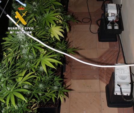 Delitos contra salud pública: Desmantelan otro laboratorio 'indoor' con 192 plantas de 'maría' Delitos contra salud pública: Desmantelan otro laboratorio 'indoor' con 192 plantas de 'maría'