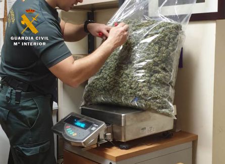 Desmantelada una plantación de marihuana en Ajo con más de 7,5 kilos Desmantelada una plantación de marihuana en Ajo con más de 7,5 kilos