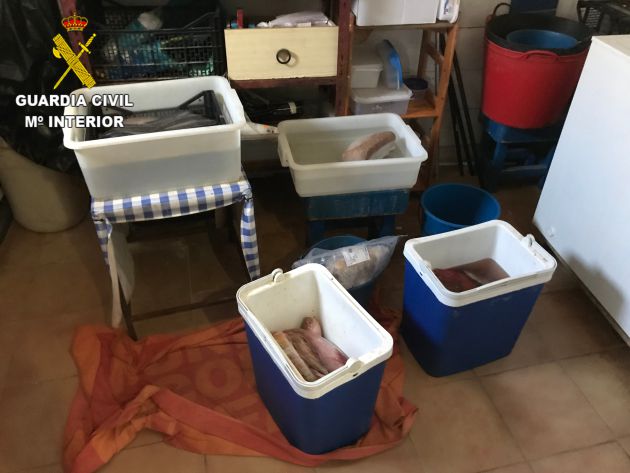 Pescado prohibido para la venta, incautado en Lanzarote. Pescado prohibido para la venta, incautado en Lanzarote.