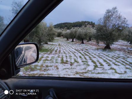 El granizo se ceba con viñedos y cítricos El granizo se ceba con viñedos y cítricos