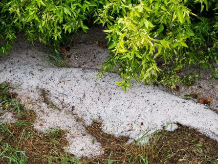 El granizo se ceba con viñedos y cítricos El granizo se ceba con viñedos y cítricos