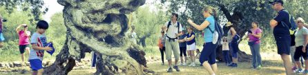 Visita a los olivos milenarios Visita a los olivos milenarios