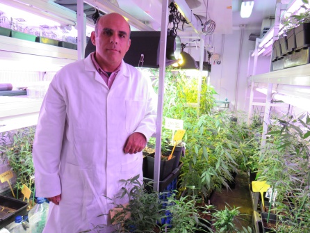 Desarrollan el primer cannabis no psicoactivo y legal en Valencia Desarrollan el primer cannabis no psicoactivo y legal en Valencia