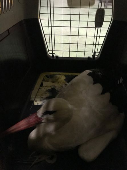 Cigüeña salvada por los Bomberos de Palencia Cigüeña salvada por los Bomberos de Palencia