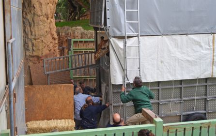 Traslado de jirafas de BIOPARC Valencia a Cabárceno Traslado de jirafas de BIOPARC Valencia a Cabárceno