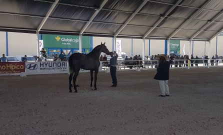 Uno de los ejemplares del Salón del Caballo Uno de los ejemplares del Salón del Caballo