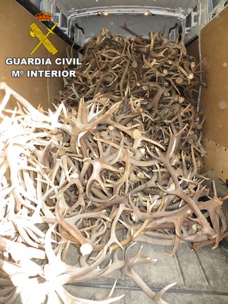 Fotografía de algunas de las cuernas en una furgoneta Fotografía de algunas de las cuernas en una furgoneta