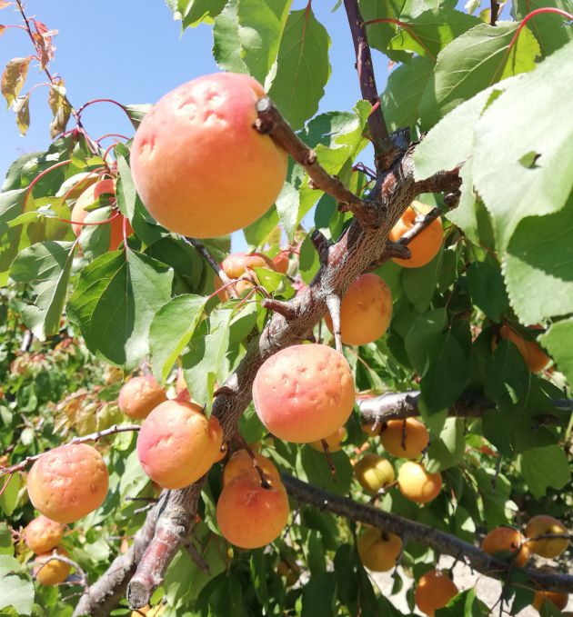 Daños del pedrisco en frutales de la Región de Murcia Daños del pedrisco en frutales de la Región de Murcia