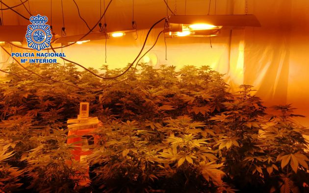 Plantación de marihuana intervenida en la misma operación Plantación de marihuana intervenida en la misma operación