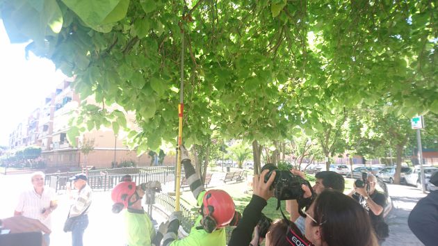 Los operarios municipales colocando las larvas de mariquitas en los árboles Los operarios municipales colocando las larvas de mariquitas en los árboles