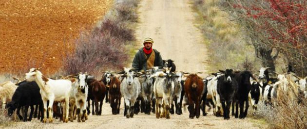 Rodrigo González con su ganado de cabras. Rodrigo González con su ganado de cabras.