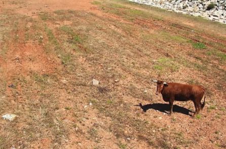 Vaca brava que se ha escapado en Nules Vaca brava que se ha escapado en Nules
