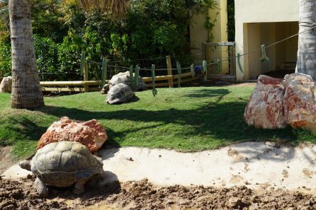 Hábitat de las tortugas gigantes de Aldabra, en el Oceanogràfic Hábitat de las tortugas gigantes de Aldabra, en el Oceanogràfic