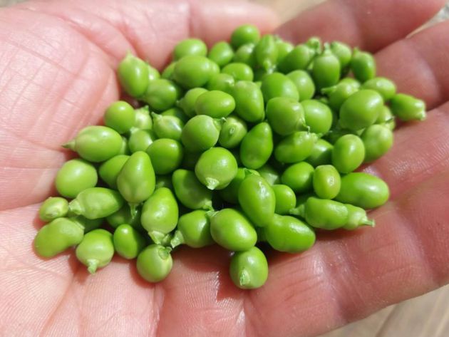 Exclusivos guisantes de costa, el caviar verde de Cultivo Desterrado Exclusivos guisantes de costa, el caviar verde de Cultivo Desterrado