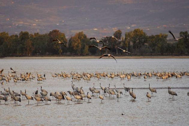 Grullas en el embalse de El Rosarito. Imagen cedida por el Ayuntamiento de Candeleda Grullas en el embalse de El Rosarito. Imagen cedida por el Ayuntamiento de Candeleda