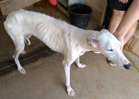 Segunda oportunidad para los tres galgos rescatados Segunda oportunidad para los tres galgos rescatados
