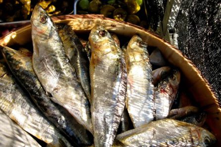 El pescado, principal ingrediente de la gastronomía graciosera. El pescado, principal ingrediente de la gastronomía graciosera.