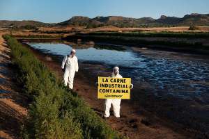 Greenpeace denuncia en una granja porcina industrial de Hellín la contaminación ambiental Greenpeace denuncia en una granja porcina industrial de Hellín la contaminación ambiental
