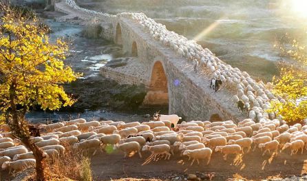 Paso del ganado por el Puente Mocho. Paso del ganado por el Puente Mocho.