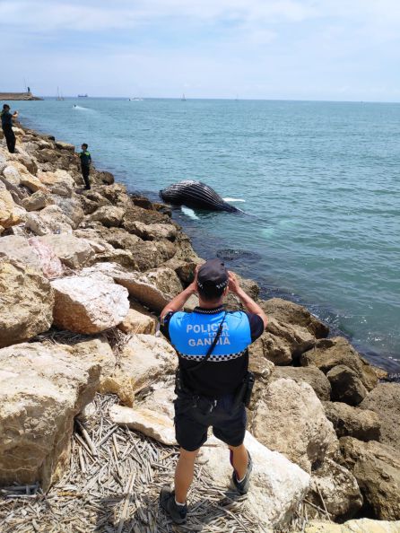 Agentes de la Policía Local y la Guardia Civil se hacen cargo de la cría de ballena sin vida en el puerto de Gandia. Agentes de la Policía Local y la Guardia Civil se hacen cargo de la cría de ballena sin vida en el puerto de Gandia.