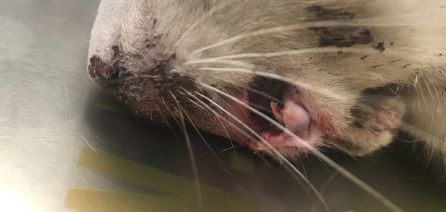 Dejando Huella denuncia la agresión a un gato que tiene una fractura múltiple de mandíbula Dejando Huella denuncia la agresión a un gato que tiene una fractura múltiple de mandíbula