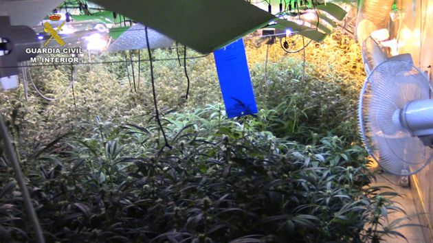 La Guardia Civil desmantela una plantación de marihuana en una vivienda de Loranca de Tajuña (Guadalajara): Desmantelada una plantación de marihuana en Loranca de Tajuña La Guardia Civil desmantela una plantación de marihuana en una vivienda de Loranca de Tajuña (Guadalajara): Desmantelada una plantación de marihuana en Loranca de Tajuña