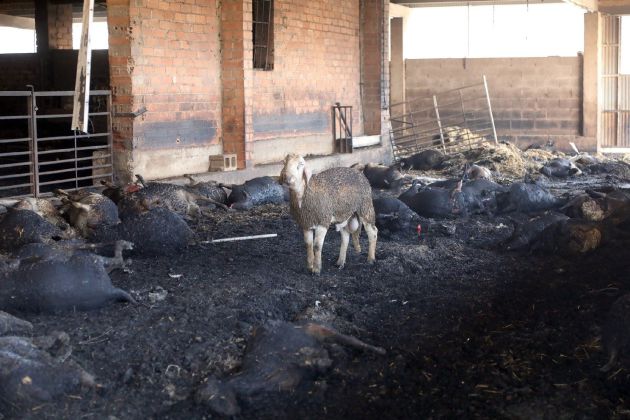 Una oveja sobreviviente junto a unas abrasadas en una granja afectada por el incendio forestal Una oveja sobreviviente junto a unas abrasadas en una granja afectada por el incendio forestal