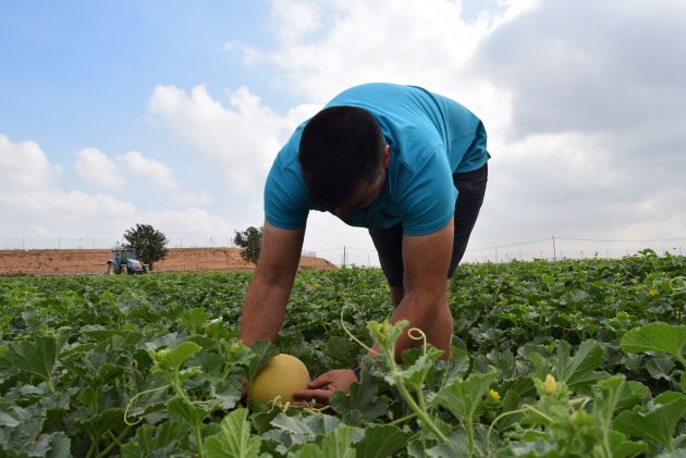 240.000 empleos dependen del Trasvase Tajo-Segura en Murcia, Alicante y Almería 240.000 empleos dependen del Trasvase Tajo-Segura en Murcia, Alicante y Almería