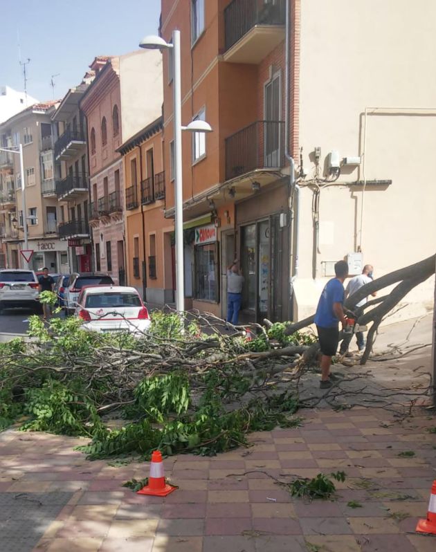 El árbol caído pudo provocar daños graves ya que cayó sobre la acera El árbol caído pudo provocar daños graves ya que cayó sobre la acera