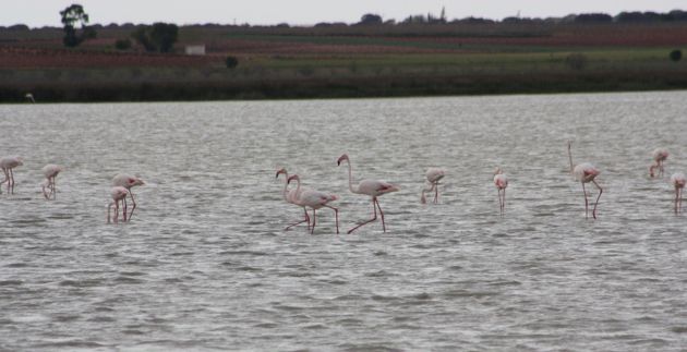 Flemencos en la laguna de Manjavacas en Mota del Cuervo. Flemencos en la laguna de Manjavacas en Mota del Cuervo.