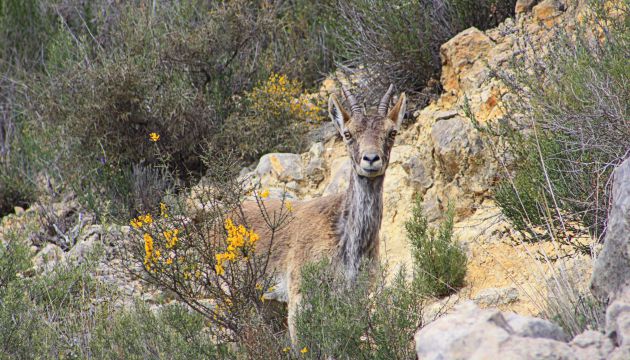 Cabra montés en las hoces del Cabriel. Cabra montés en las hoces del Cabriel.