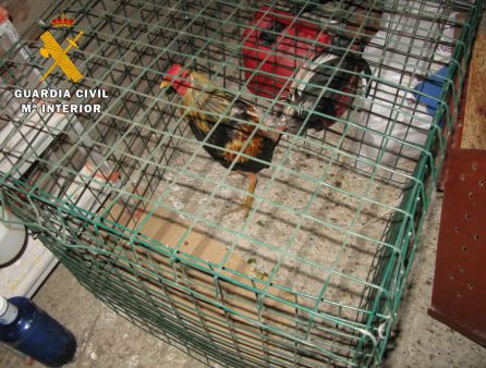 peleas de gallos: 13 personas detenidas por la celebración clandestina de peleas de gallos en Tordesillas peleas de gallos: 13 personas detenidas por la celebración clandestina de peleas de gallos en Tordesillas