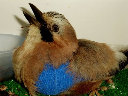 La Diputación estudia abrir al público parte del Centro de Recuperación de Fauna de Gorliz La Diputación estudia abrir al público parte del Centro de Recuperación de Fauna de Gorliz