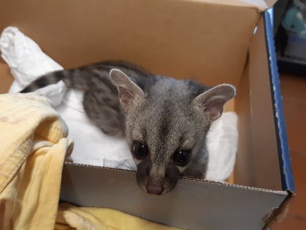 La Diputación estudia abrir al público parte del Centro de Recuperación de Fauna de Gorliz La Diputación estudia abrir al público parte del Centro de Recuperación de Fauna de Gorliz