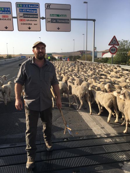 El movimiento trashumante hace cruzar la ciudad a 1.800 ovejas merinas El movimiento trashumante hace cruzar la ciudad a 1.800 ovejas merinas